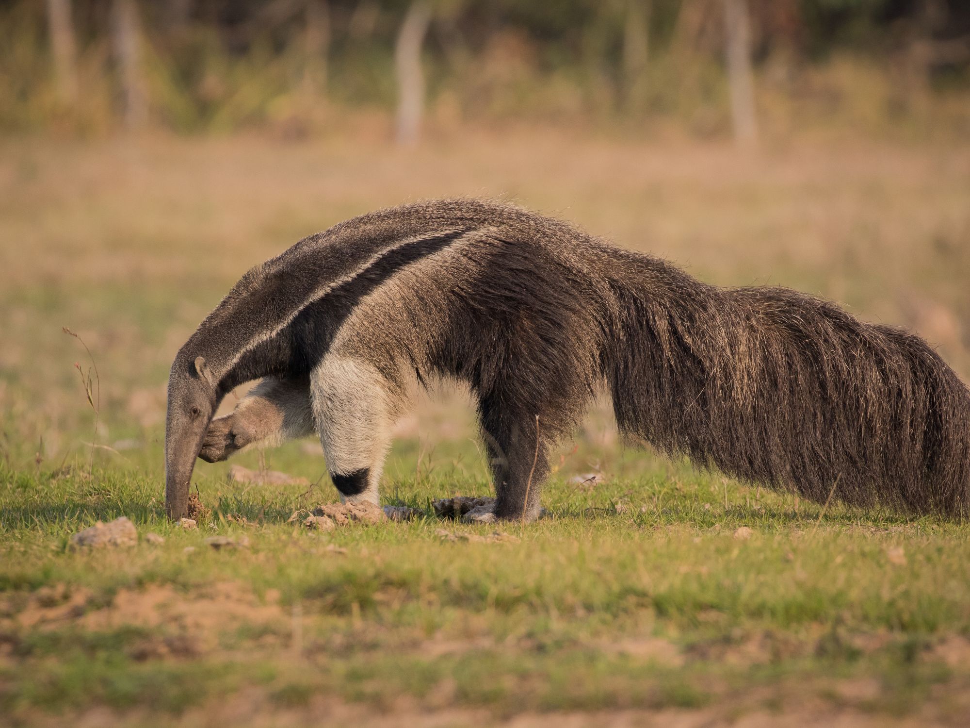 Kæmpemyreslugeren er et særpræget dyr med sin lange snude og busket hale. Foto Viktors Farmor