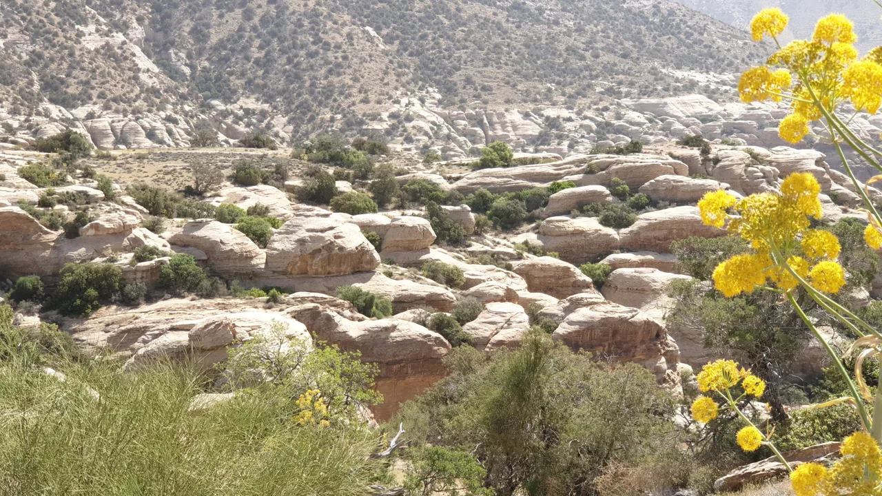 Dana er et eventyrligt naturområde. Foto Kirsten Gynther Holm